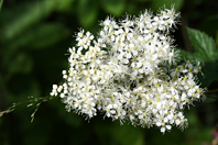 Filipendula ulmaria (L.) Maxim.